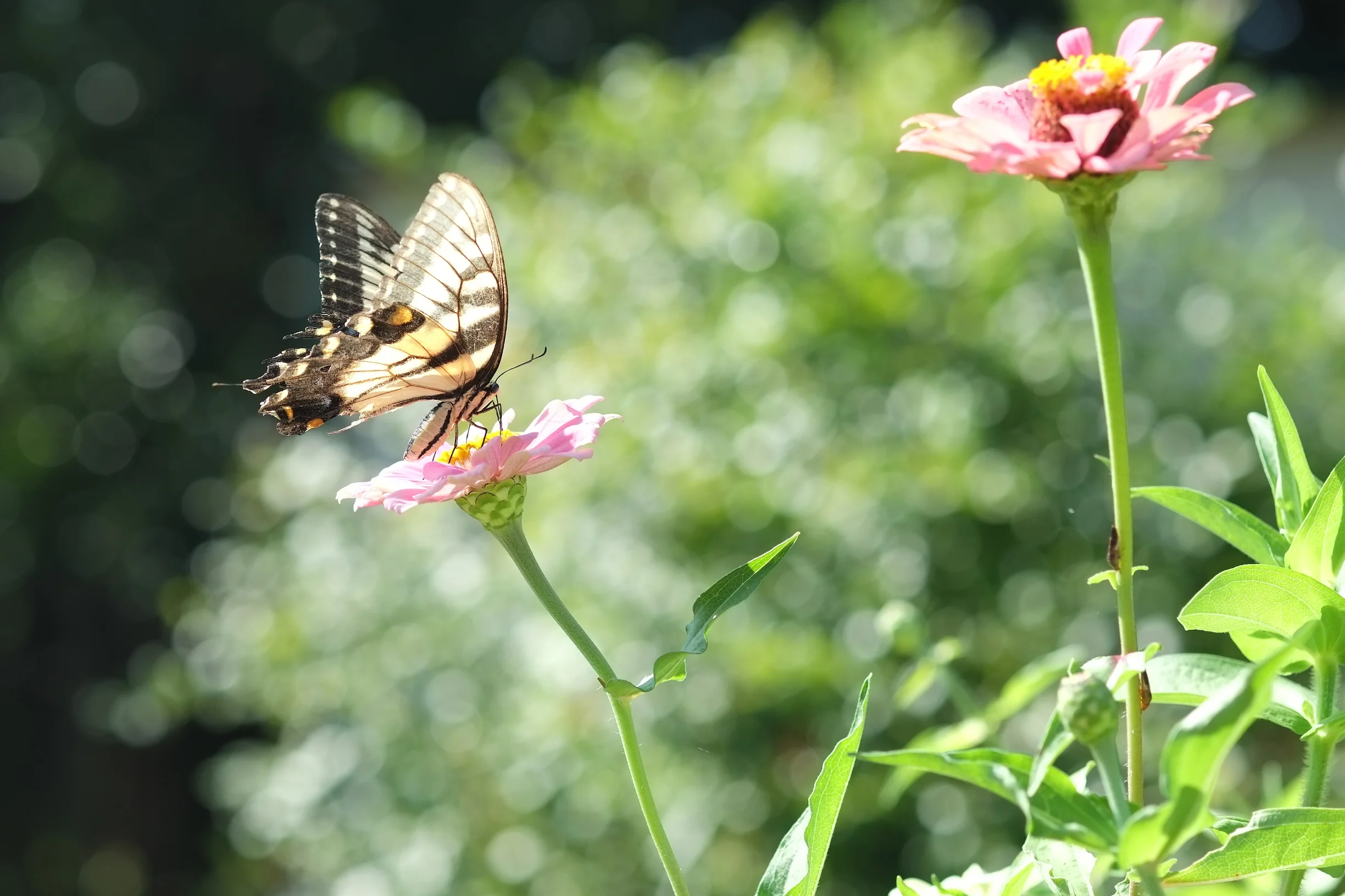 Promotions and Interesting Challenges