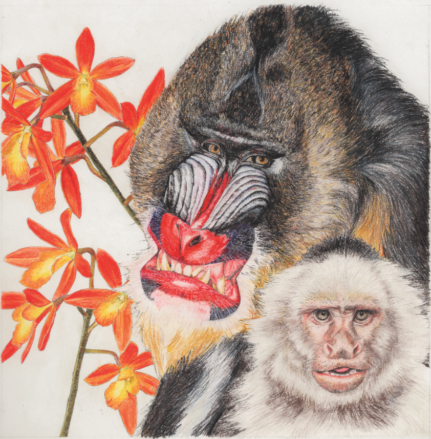 Year of the Monkey