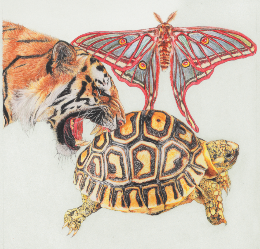 Year of the Tiger