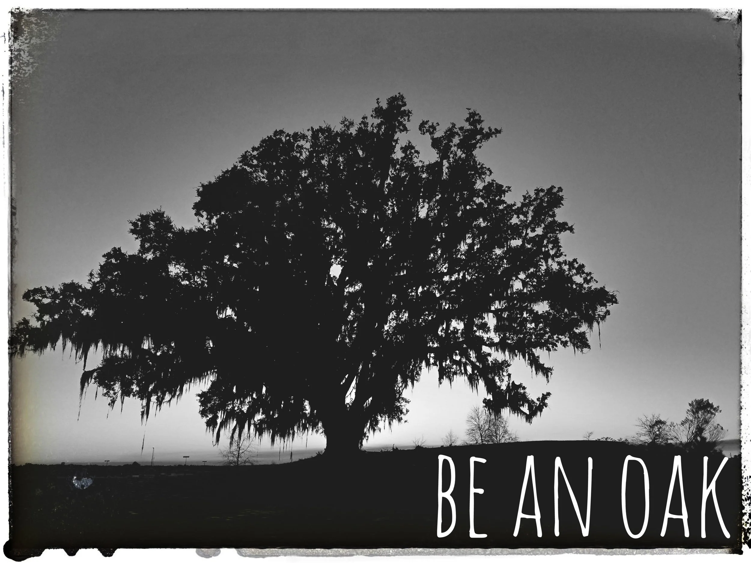 Be an oak | Marriage Mondays