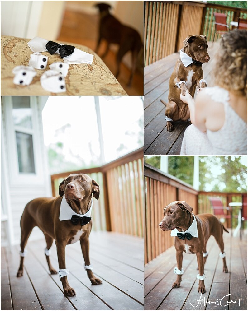  Meet Jack!  The Bride’s adorable and submissive Pup!  He was not at all excited about his tux, but he loves to please his “mom”…so he obliged!  Isn’t he a doll? 