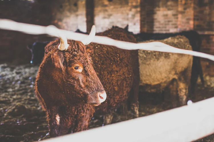 Carys and Nick's farmyard engagement shoot in Rotherham — photo 1 of 28