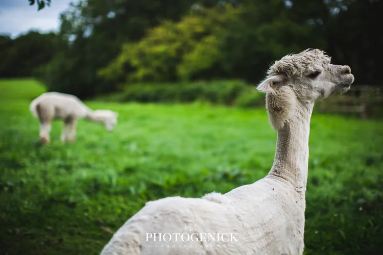 Hannah and Mike's wedding at Oldwalls Gower, Wales — photo 2 of 71