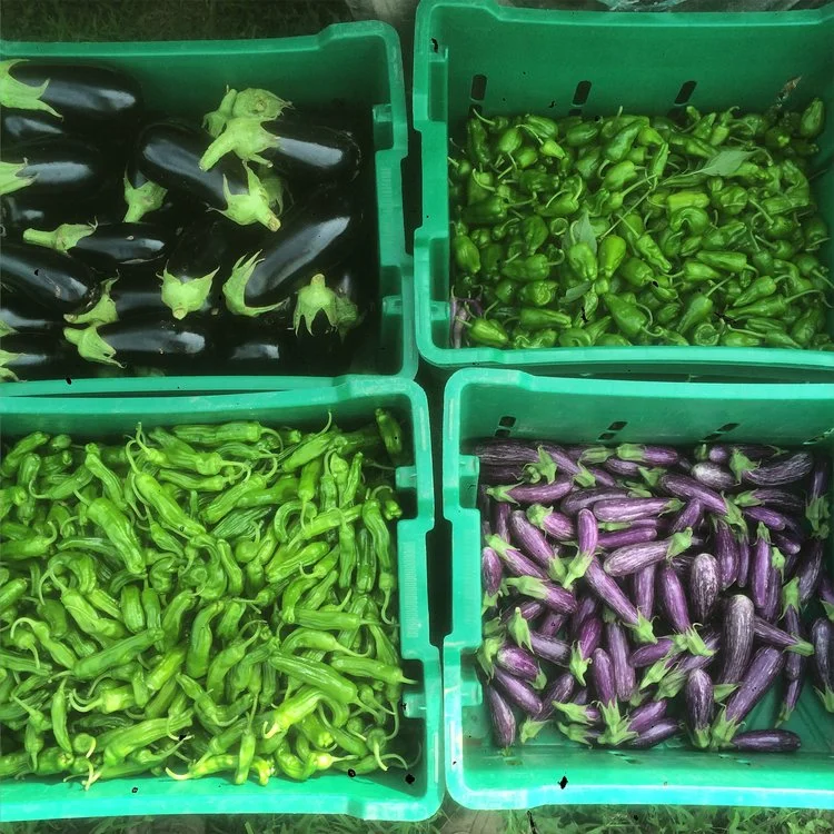 Eggplant & Shishitos R2R.jpeg
