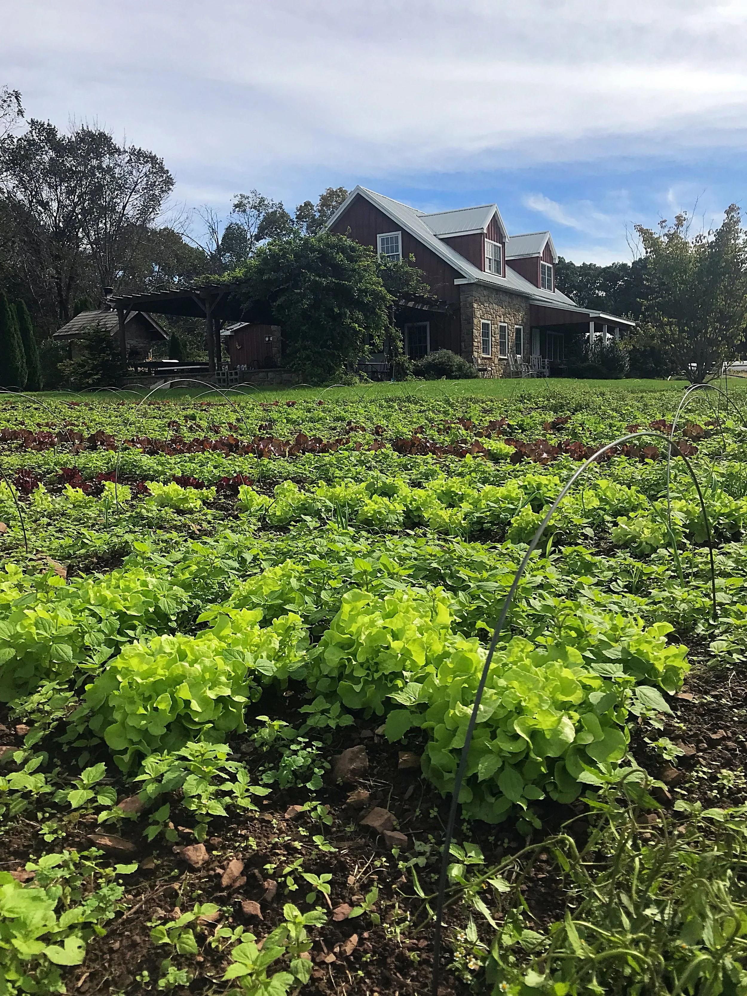 Lettuce Bed