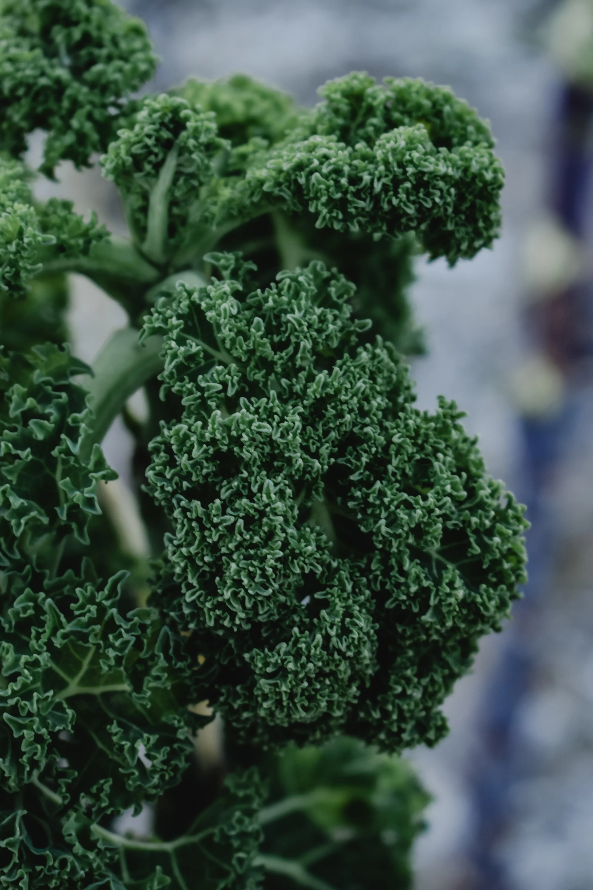 kale.jpg