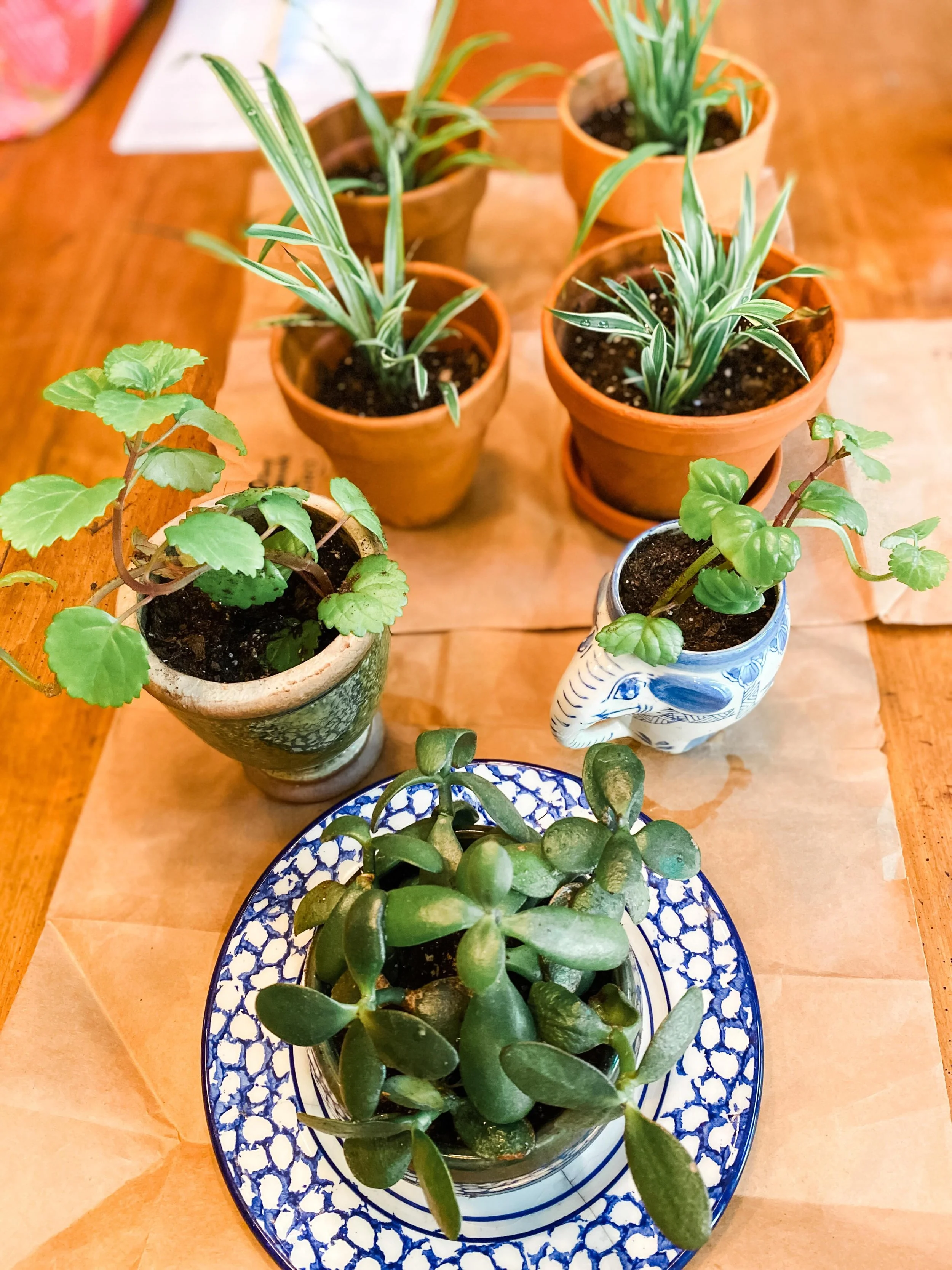 Lots of new greenery in the shop 🪴I have been busy propagating cuttings from my own house plants. 

I have an assortment of spider plants, spainish ivy and jade cuttings. These have all reached the stage where they have a nice root system and need t