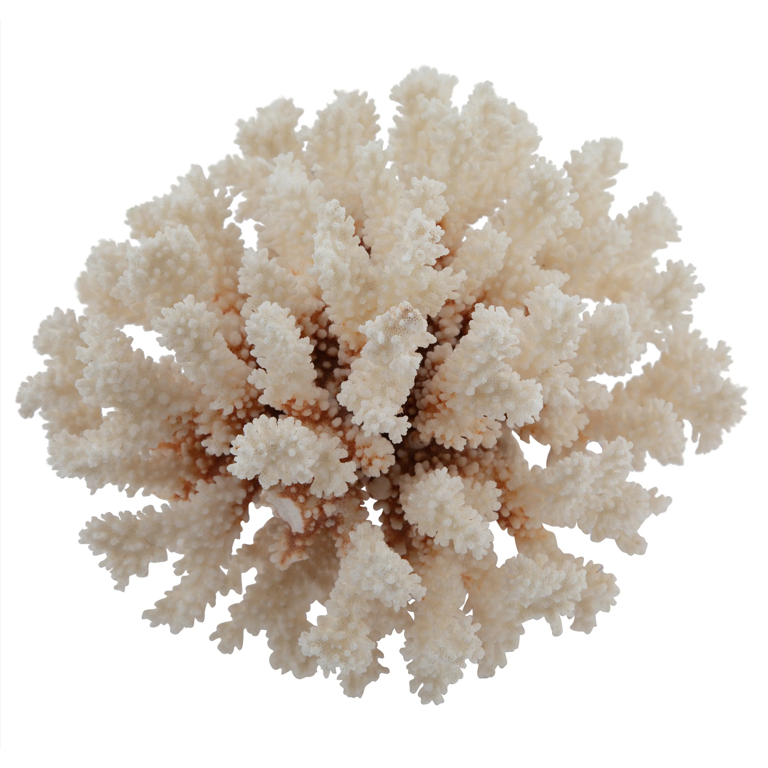 Coral_white-.jpg