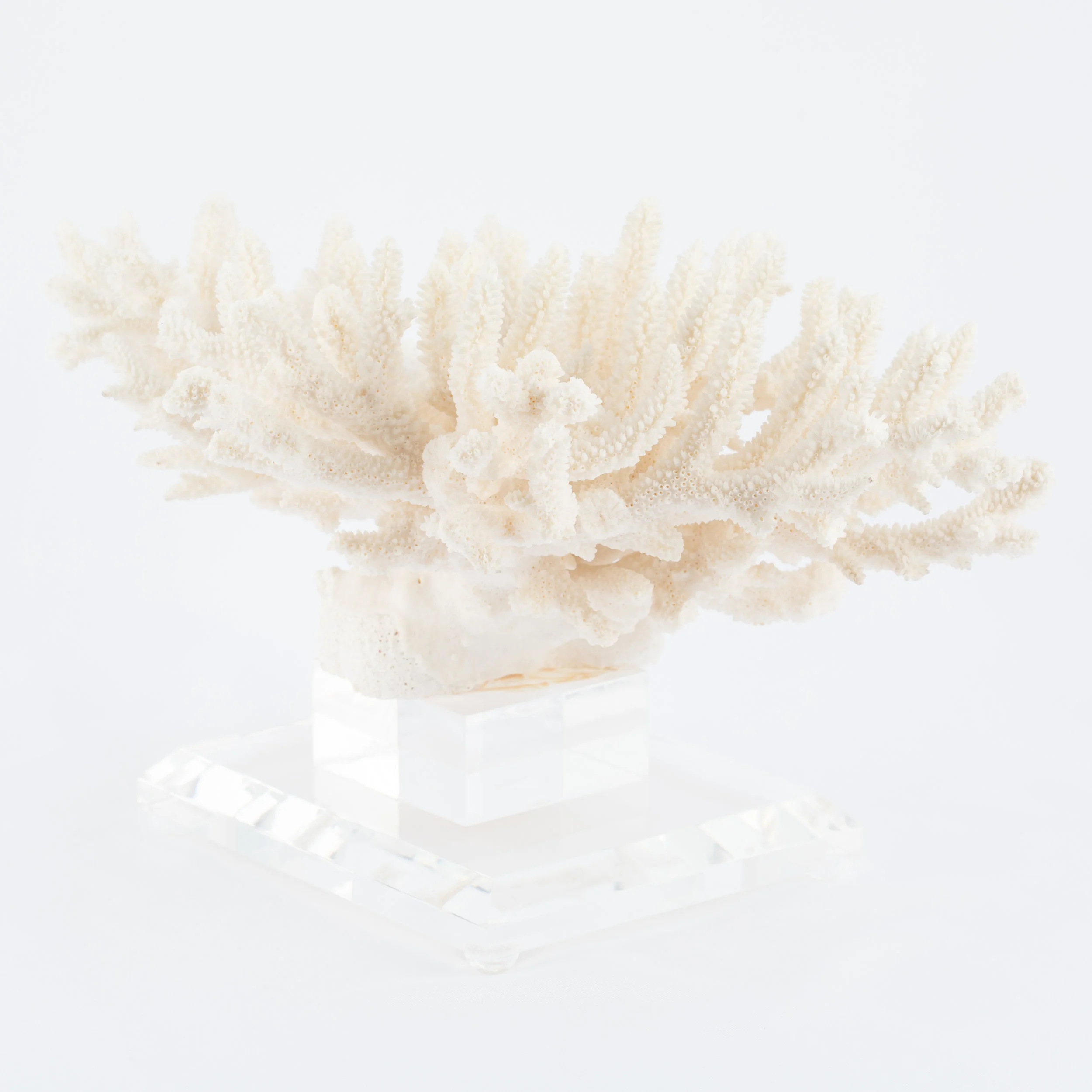 Coral_white_lucite-13.jpg