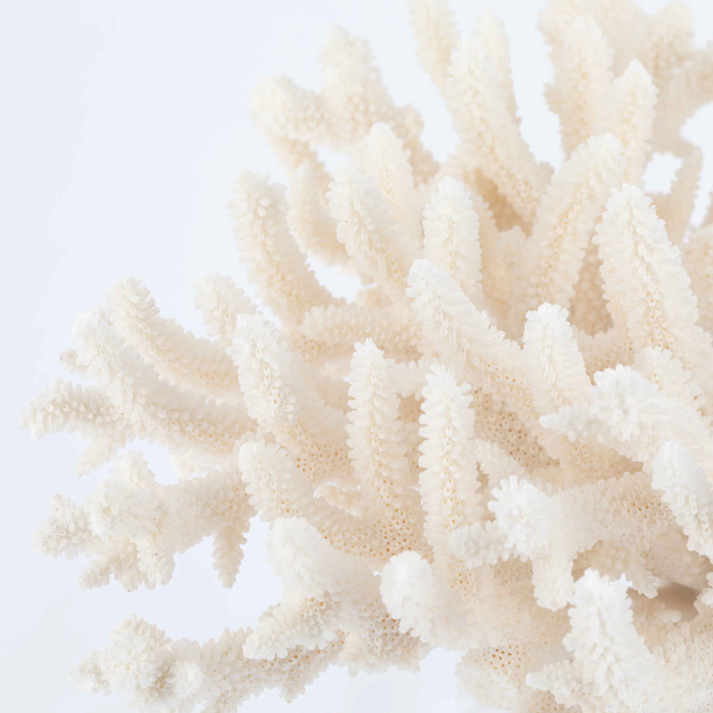 Coral_white_lucite-15.jpg