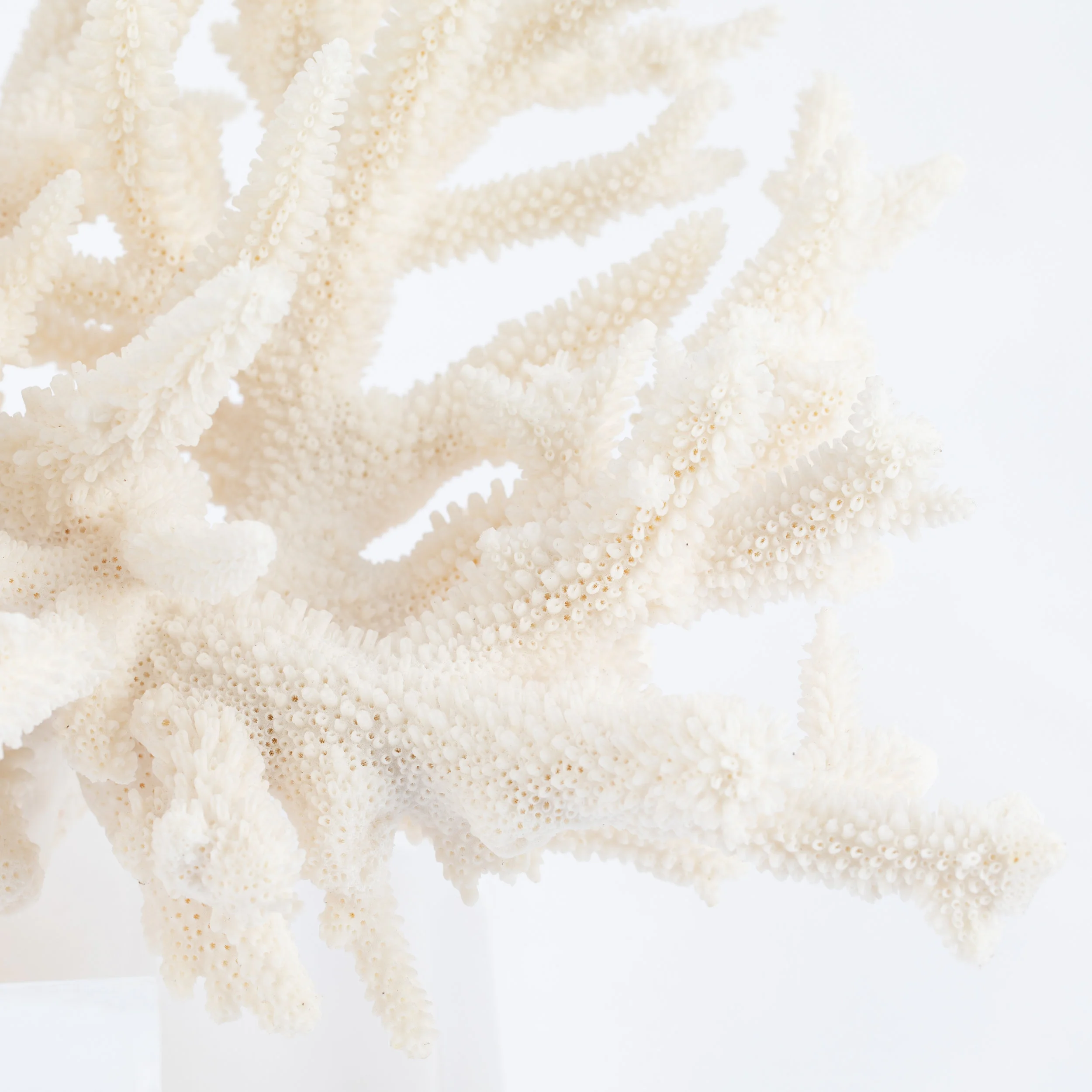 Coral_white_lucite-18.jpg