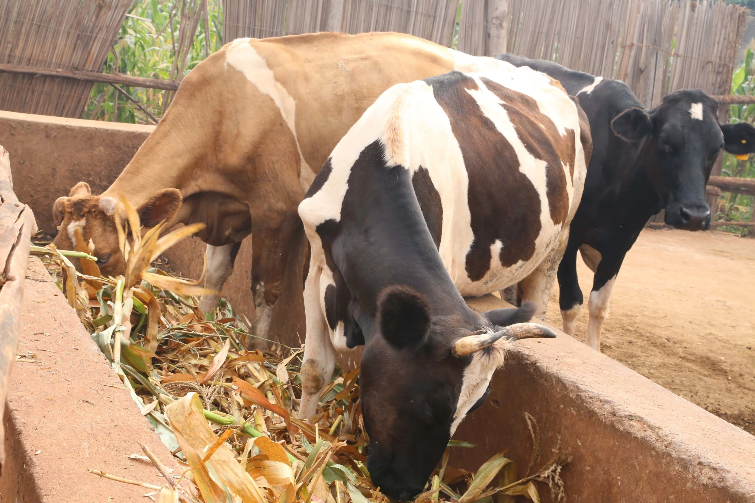 Some of our milk cows