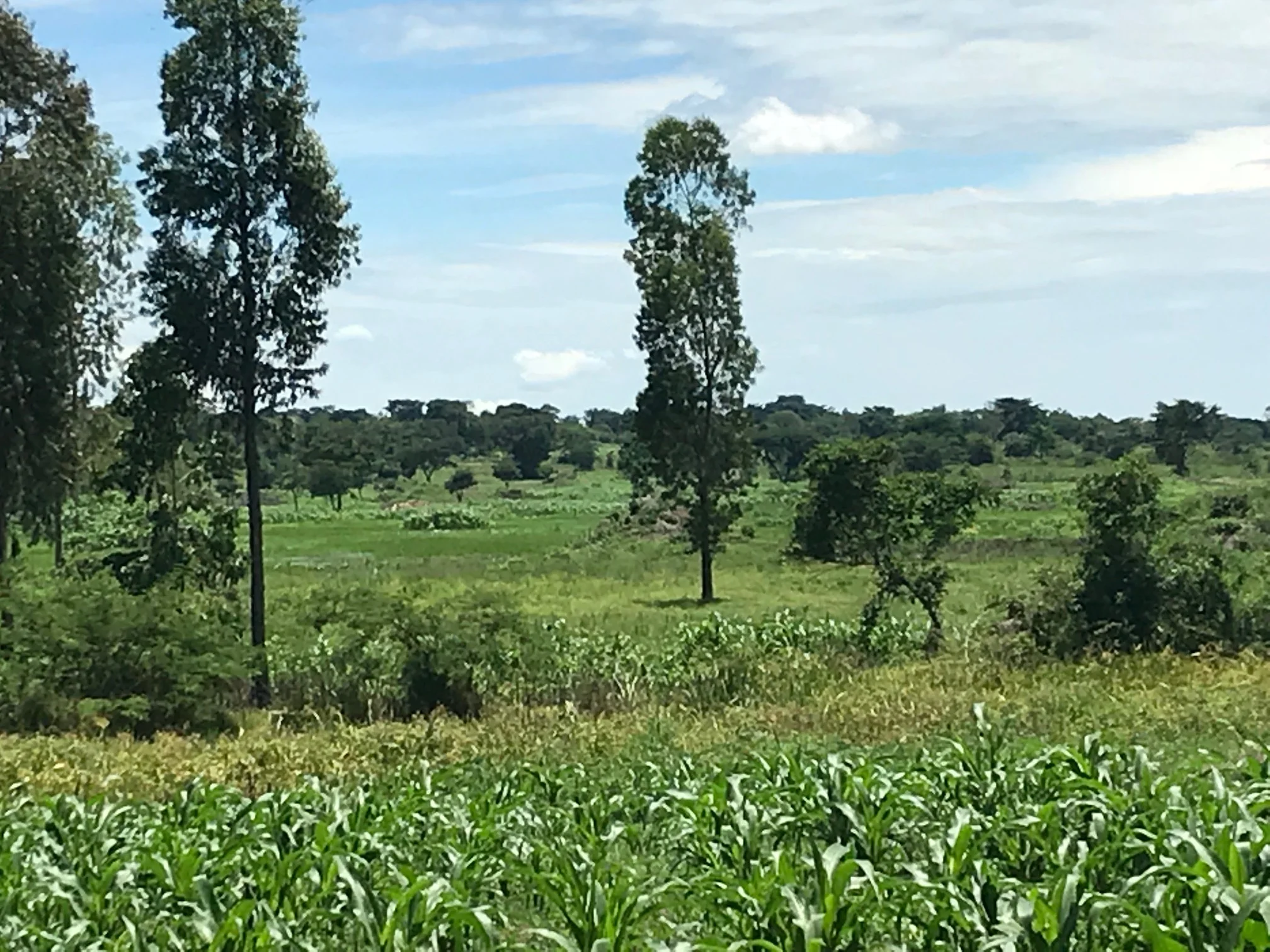 Looking across our agricultural area