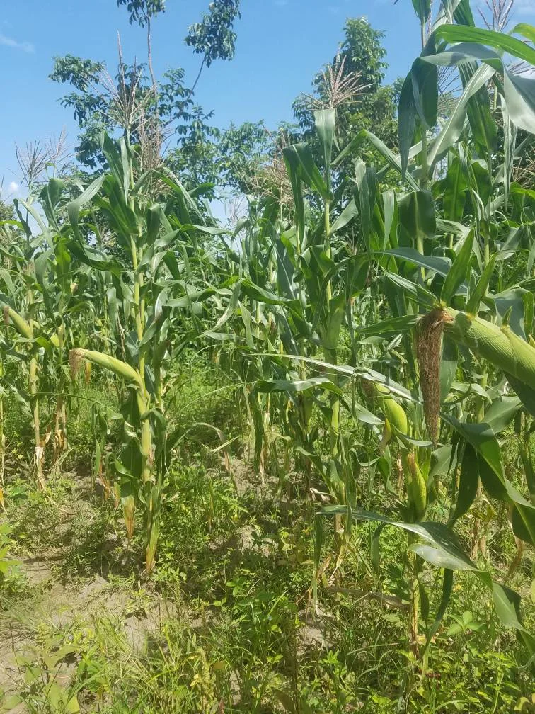 Corn Ready for Harvest
