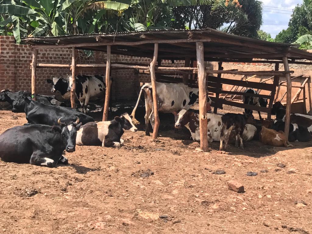 Our Milk Cows