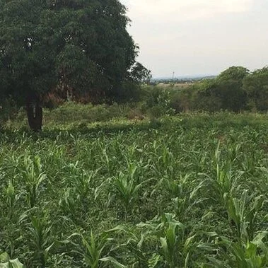 Land for Agriculture and Secondary School