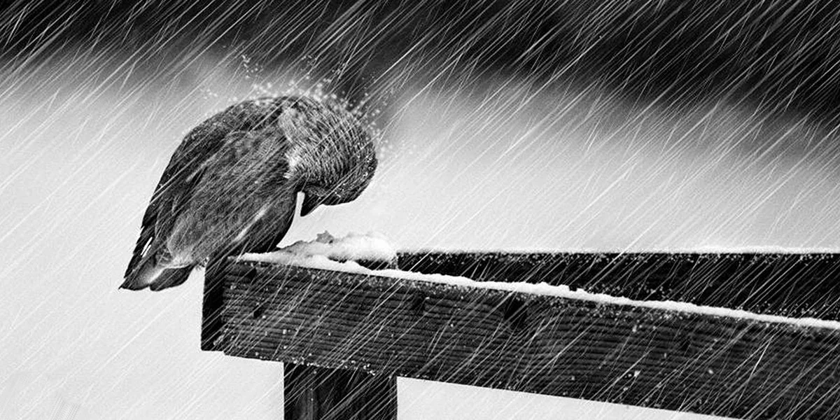 Rain Bird.jpg