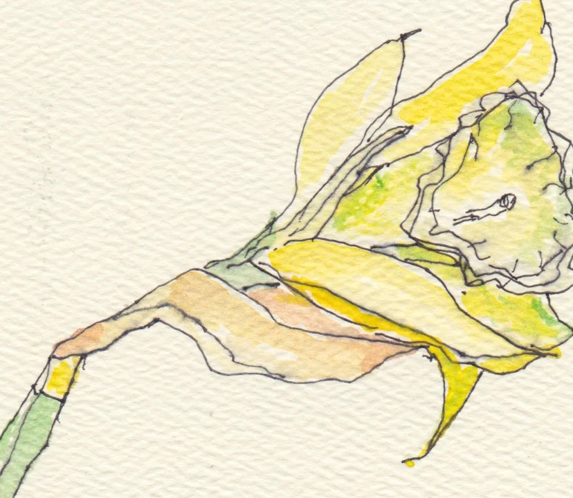 daffodil