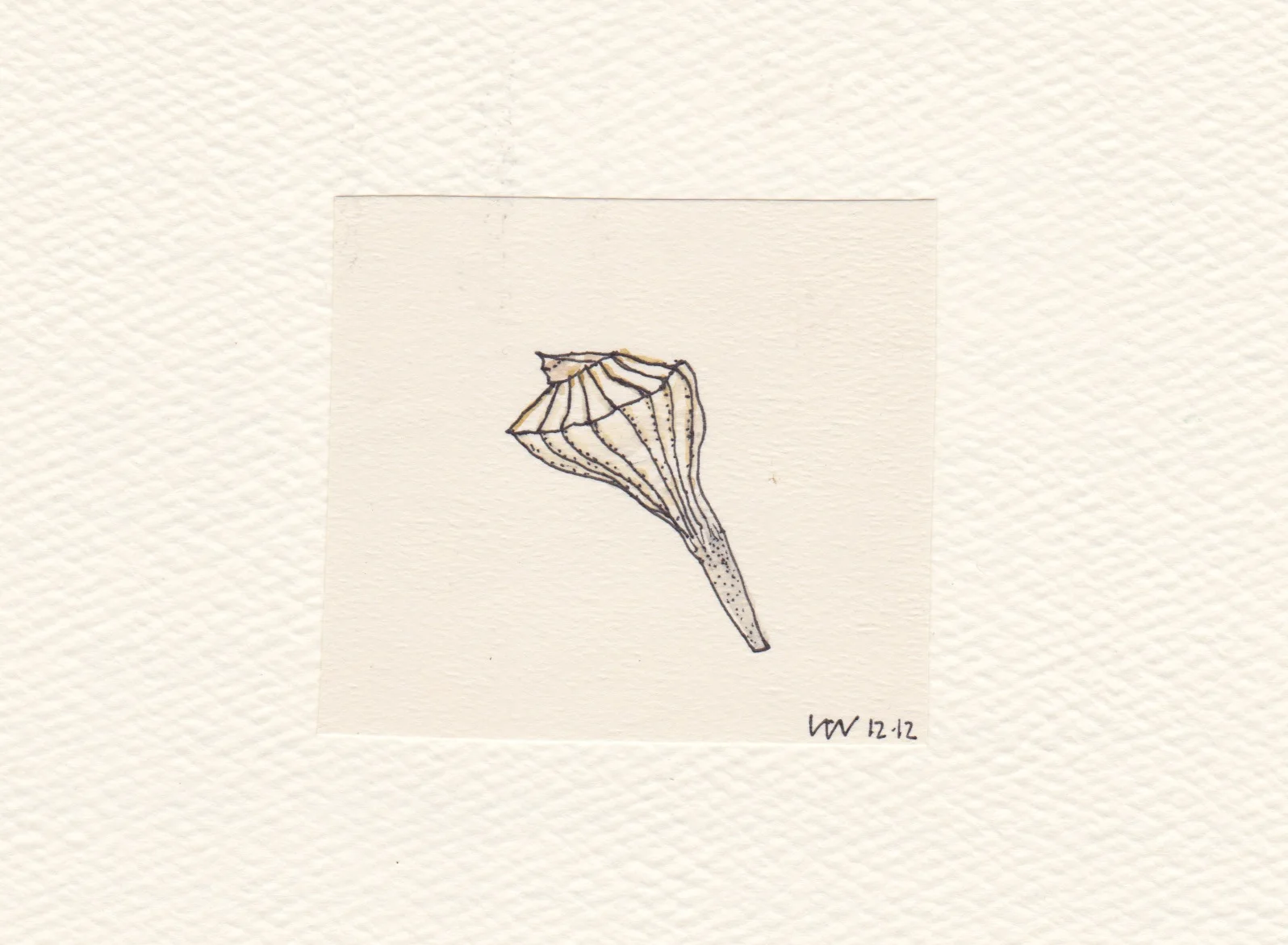 shell