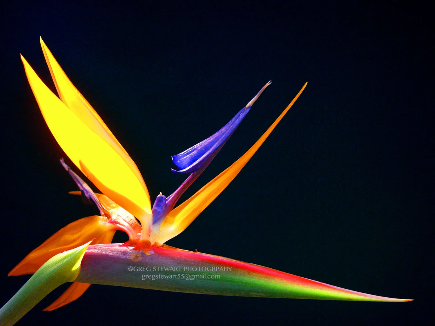 Plant003.jpg
