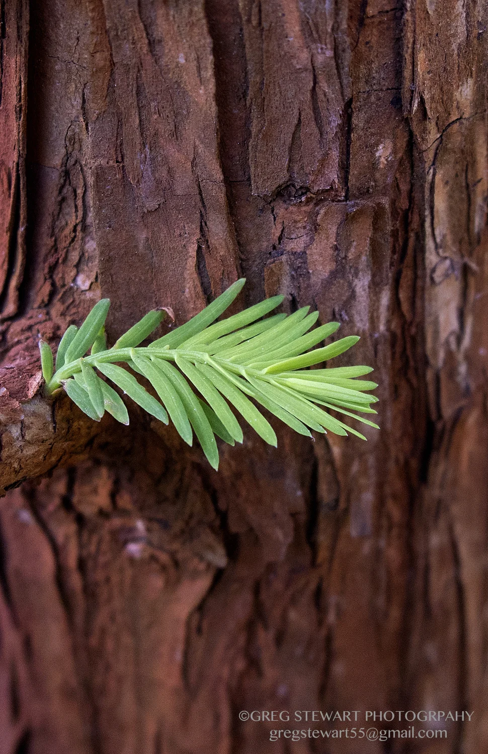 Plant002.jpg