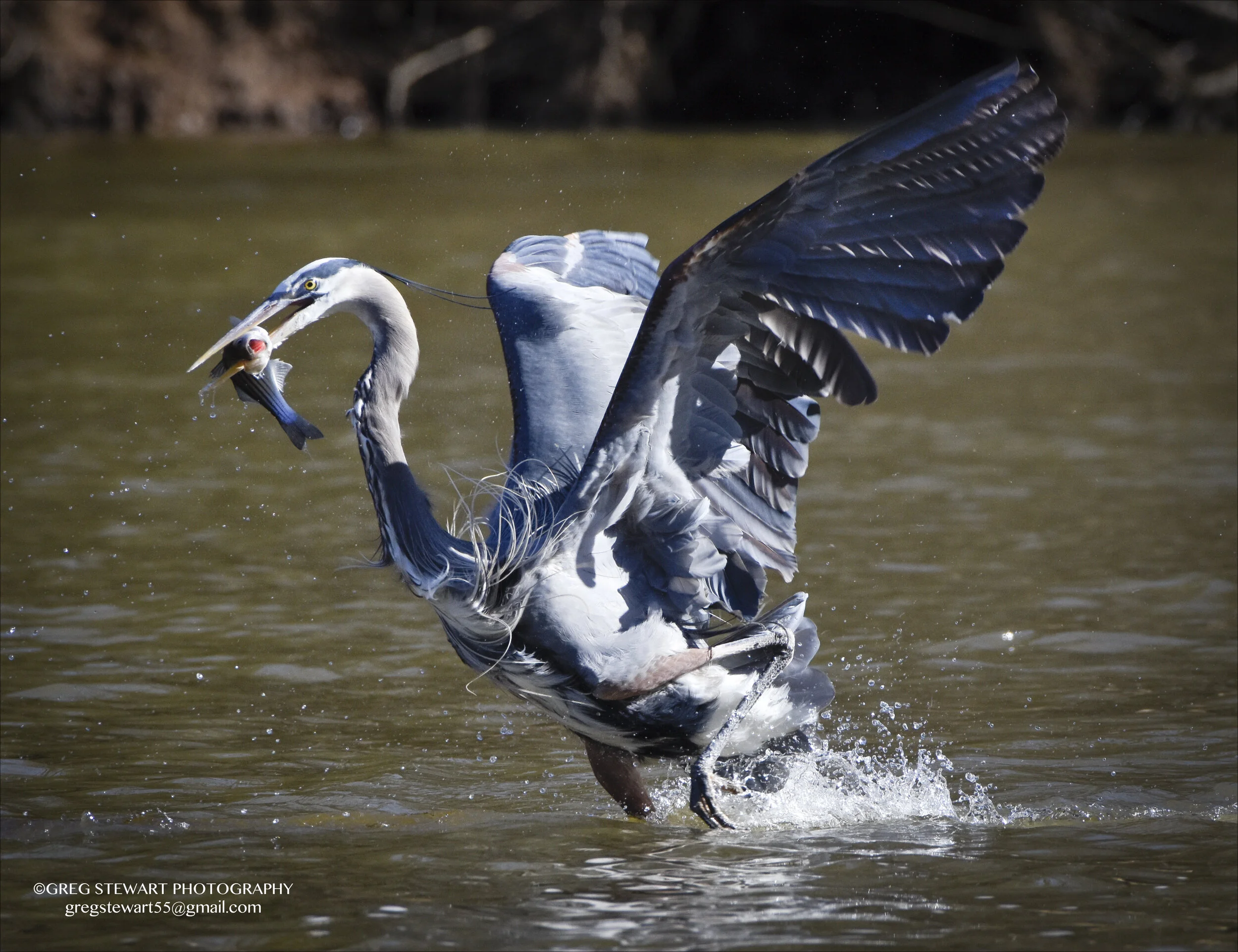 Heron.jpg