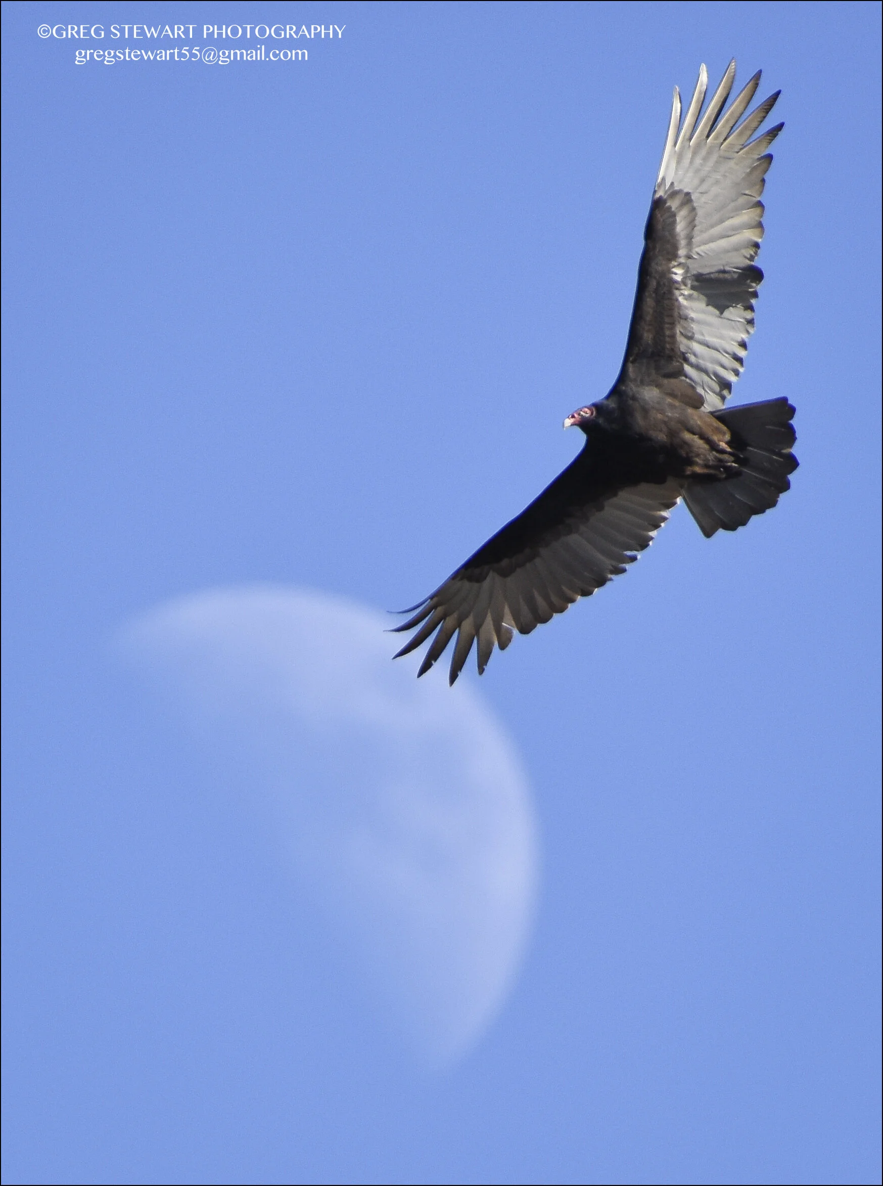 Vulture.jpg