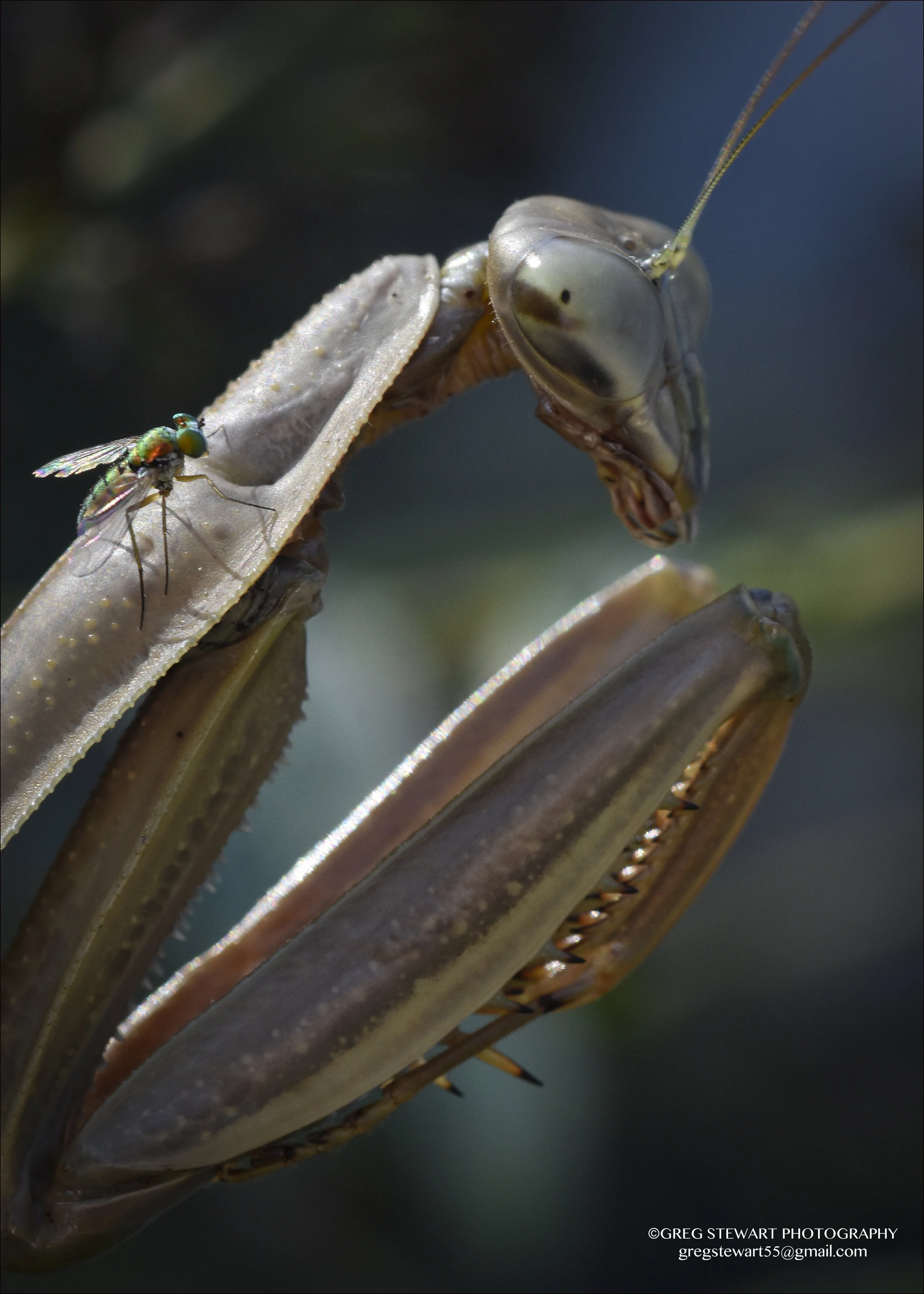 Praying Mantis.jpg