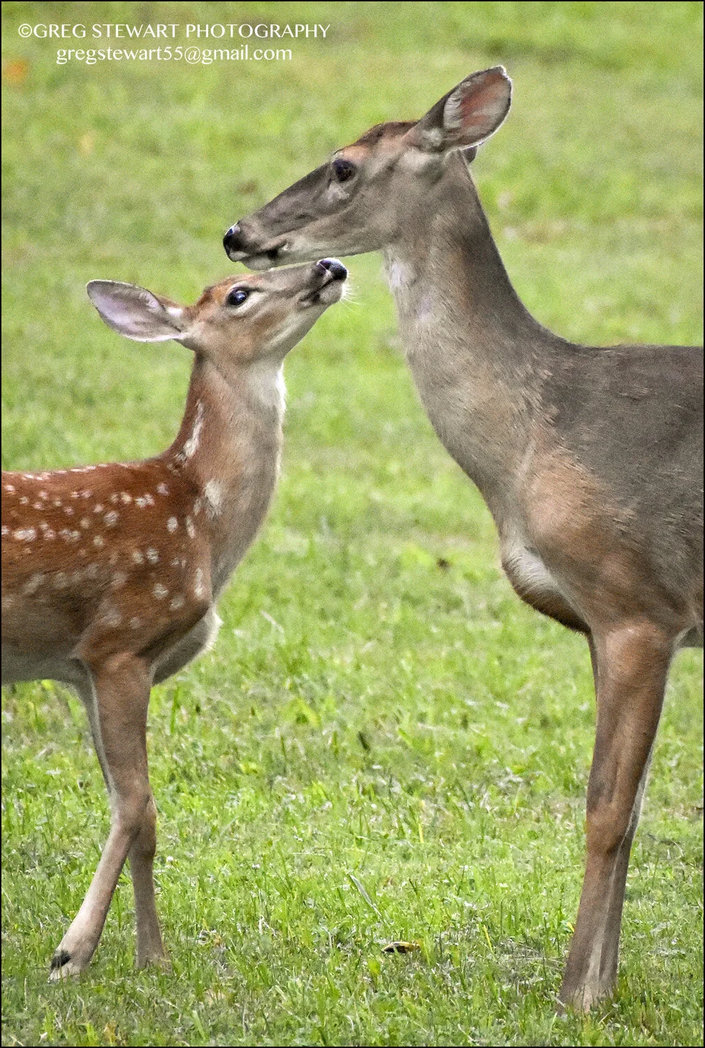 Fawn and Doe.jpg