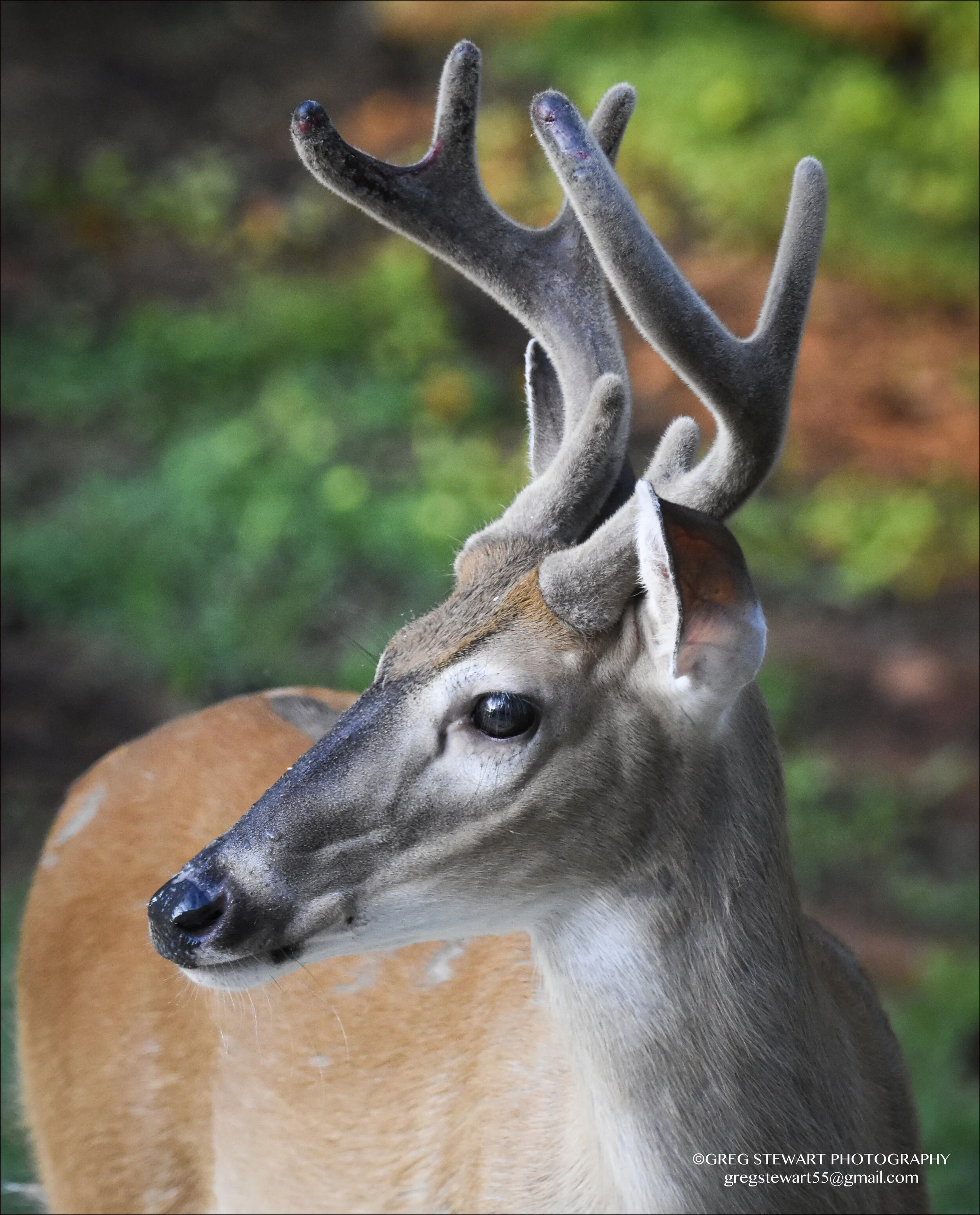 Buck.jpg