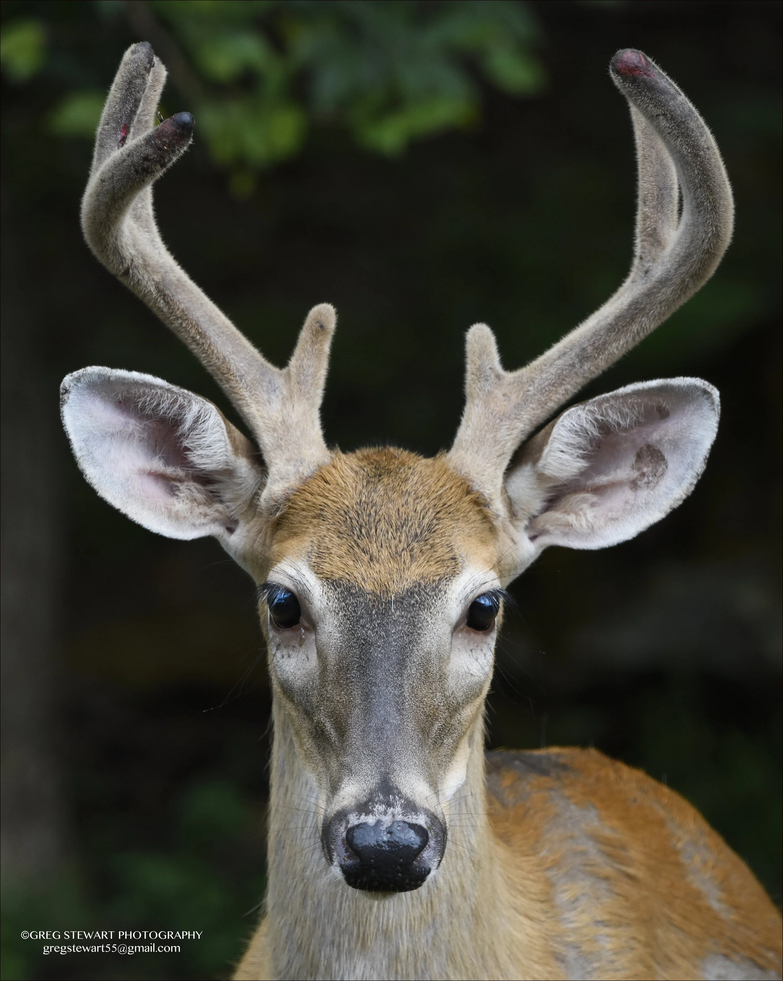 Buck 2.jpg