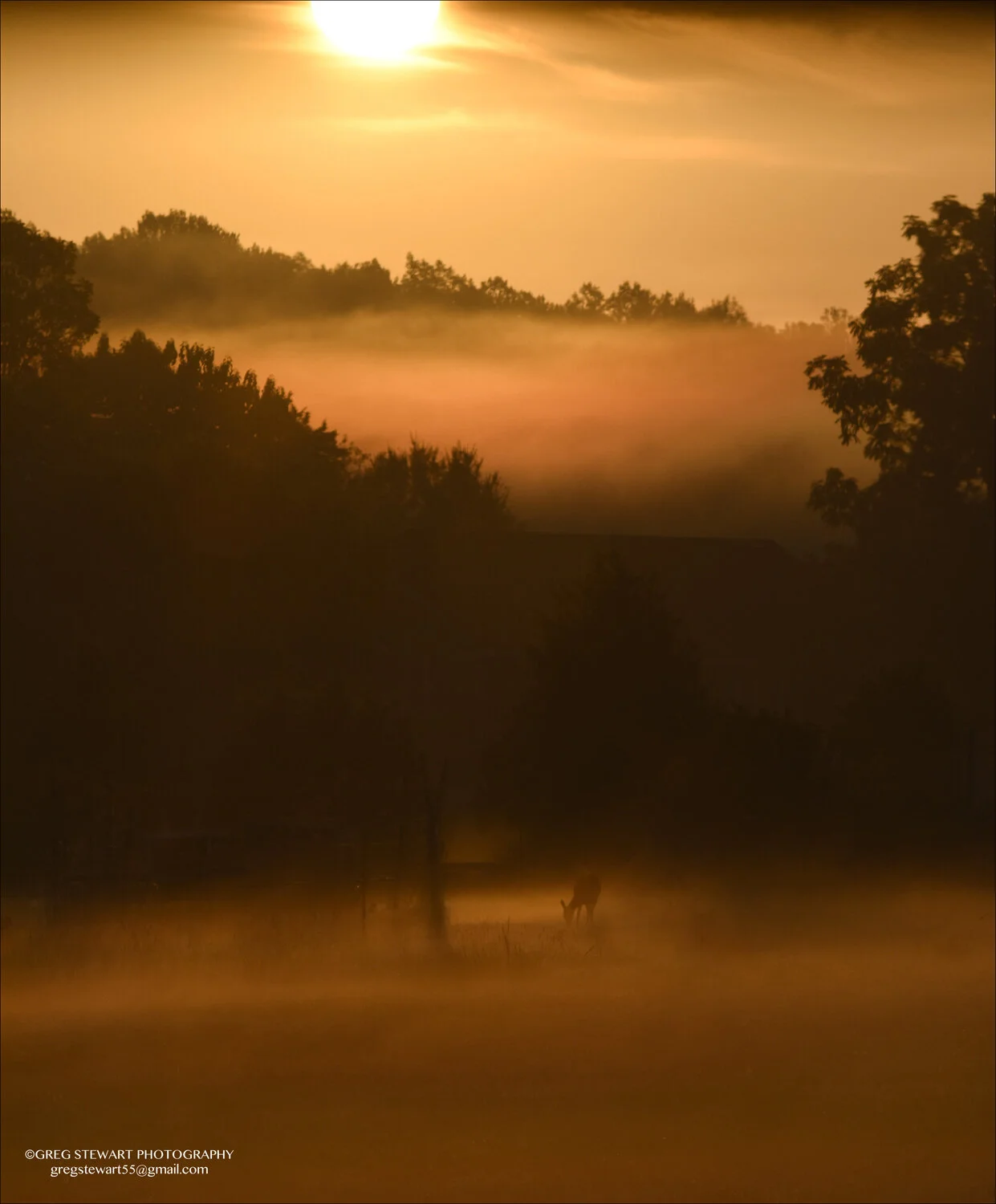 Deer in the Mist.jpg