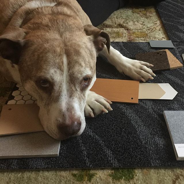 Now here is a new spin on #designerdog 😂 .
.
.
.
#2yokedesign #interiordesign #colorpalette #materialpalette #sustainablematerials #healthyinteriors #inspiredbynature