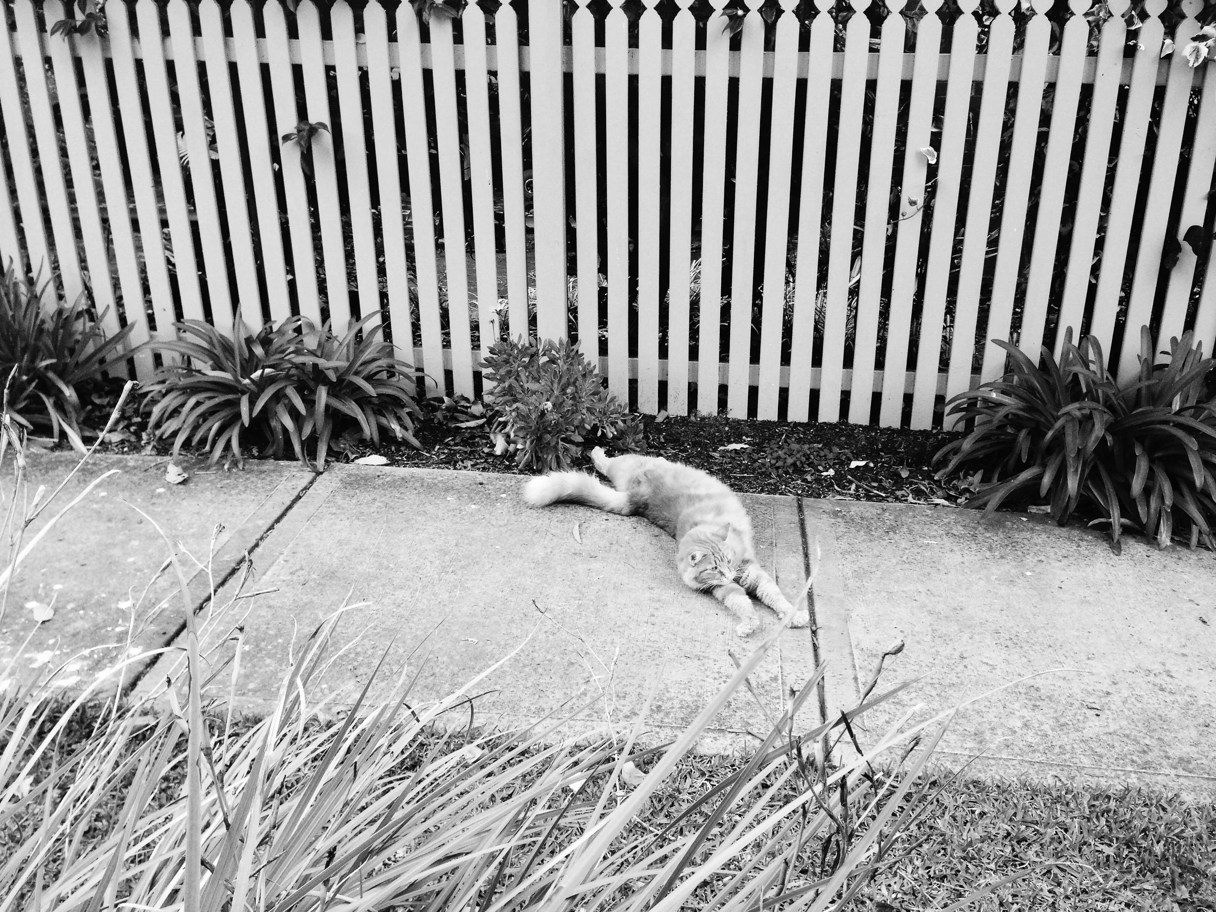 Cat-on-street