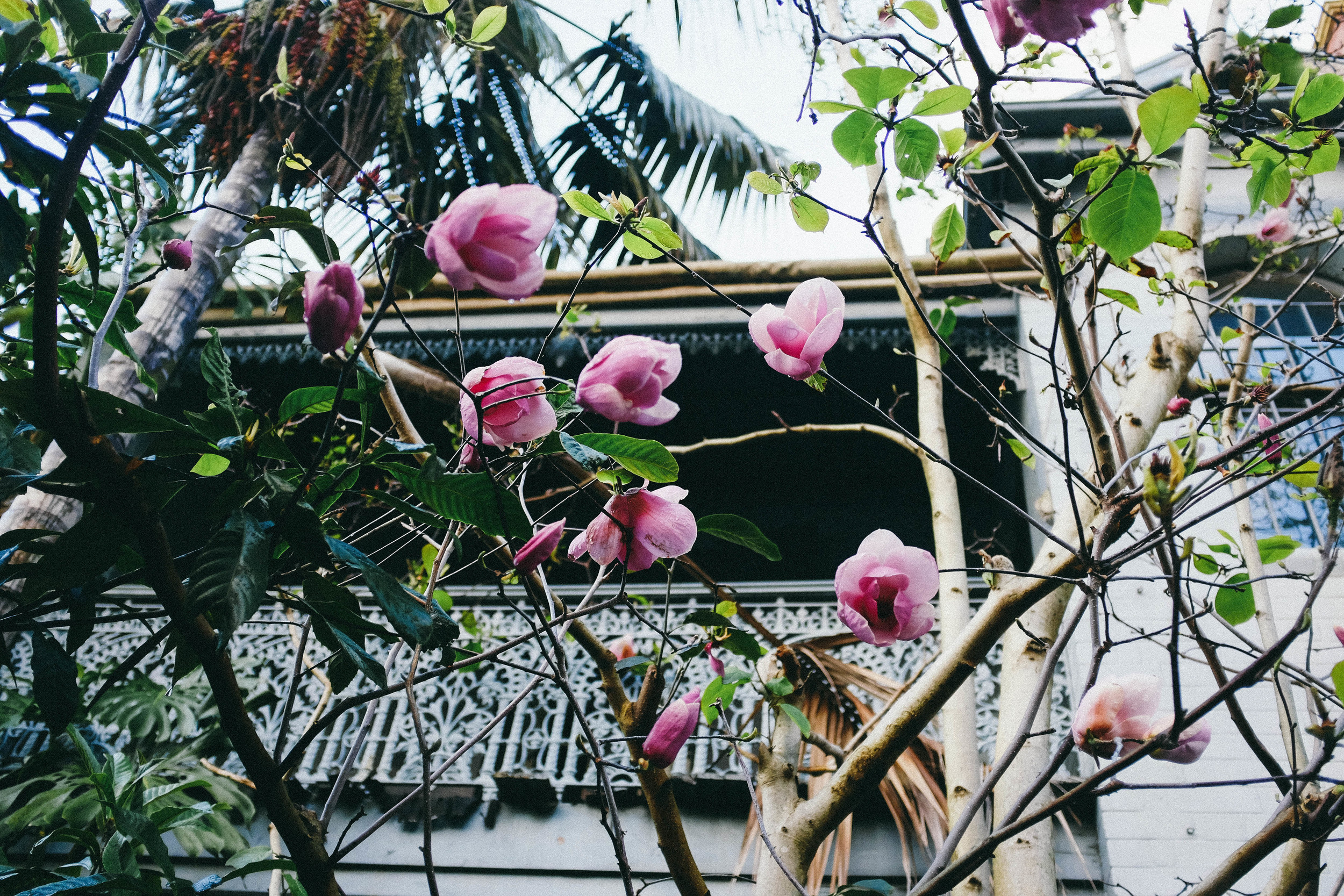 sydney magnolia flowers