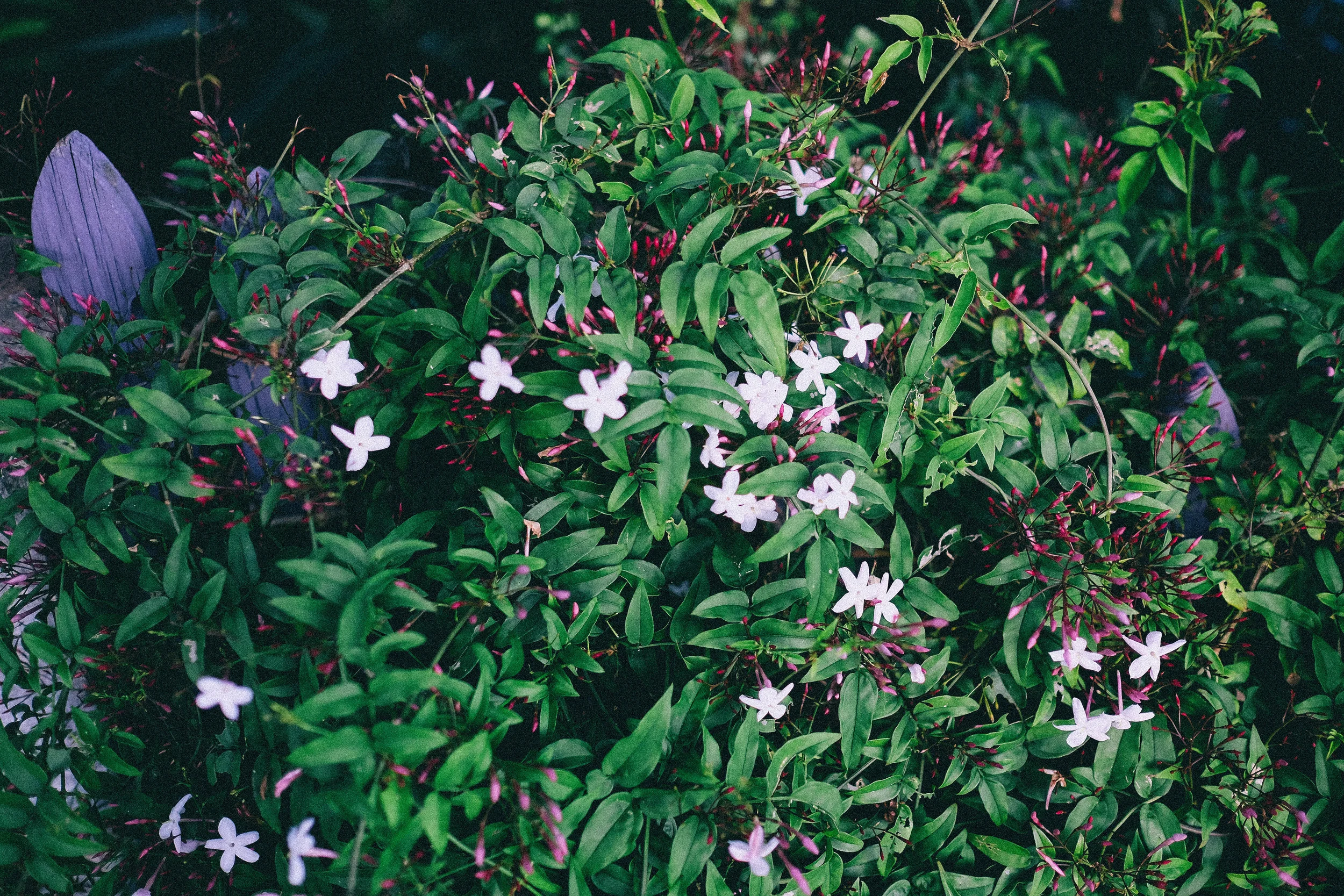 DSCF8667.jpg