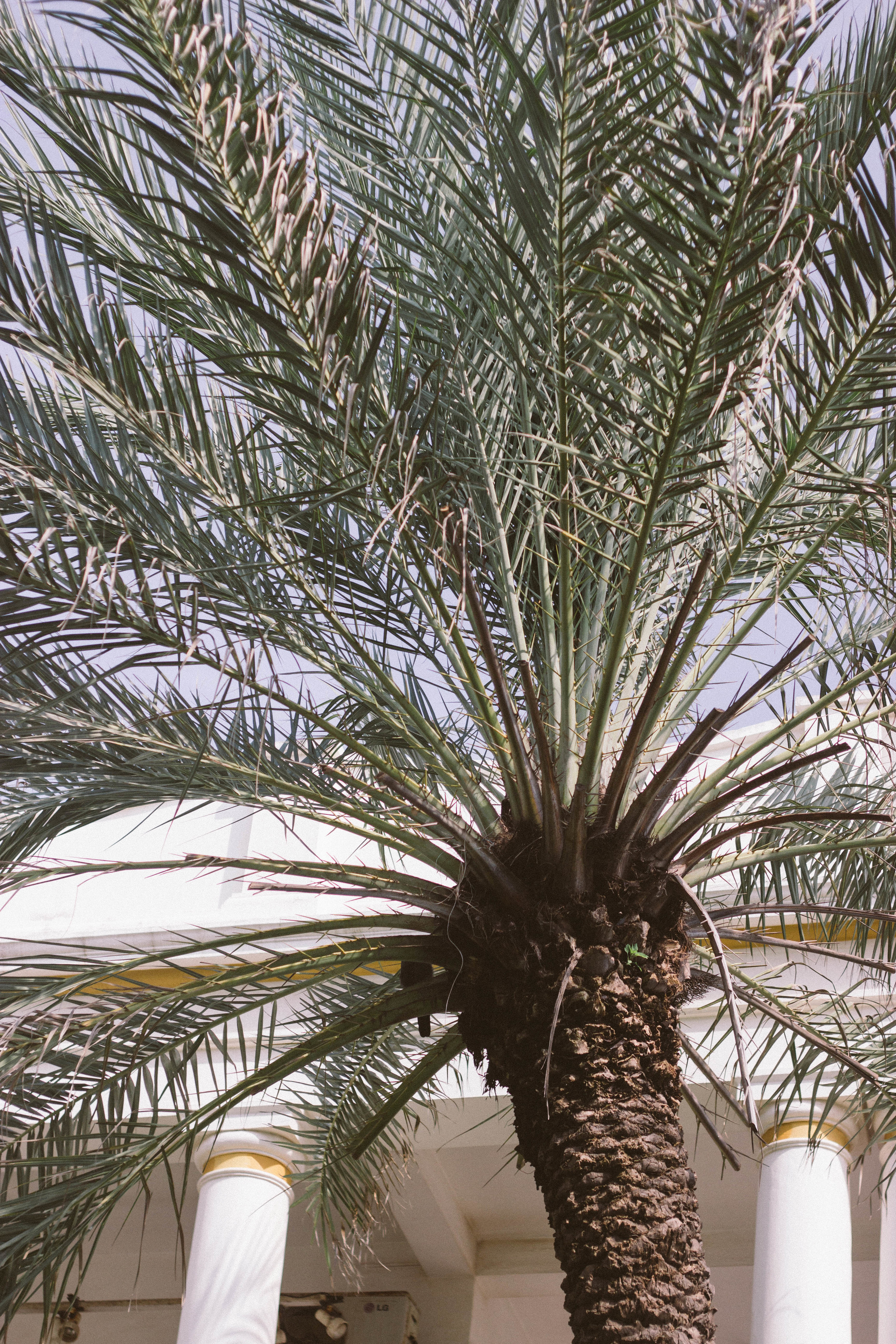 palm tree india