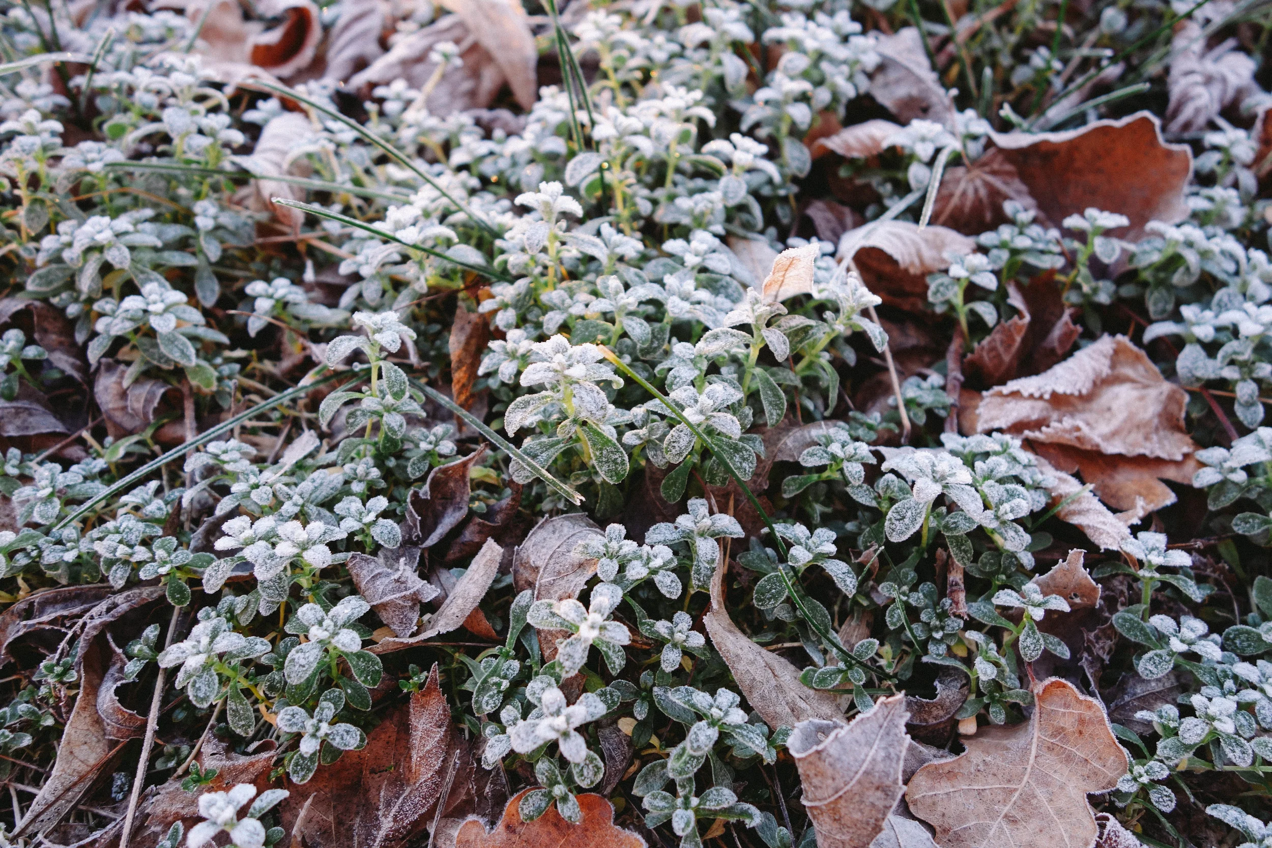 frost