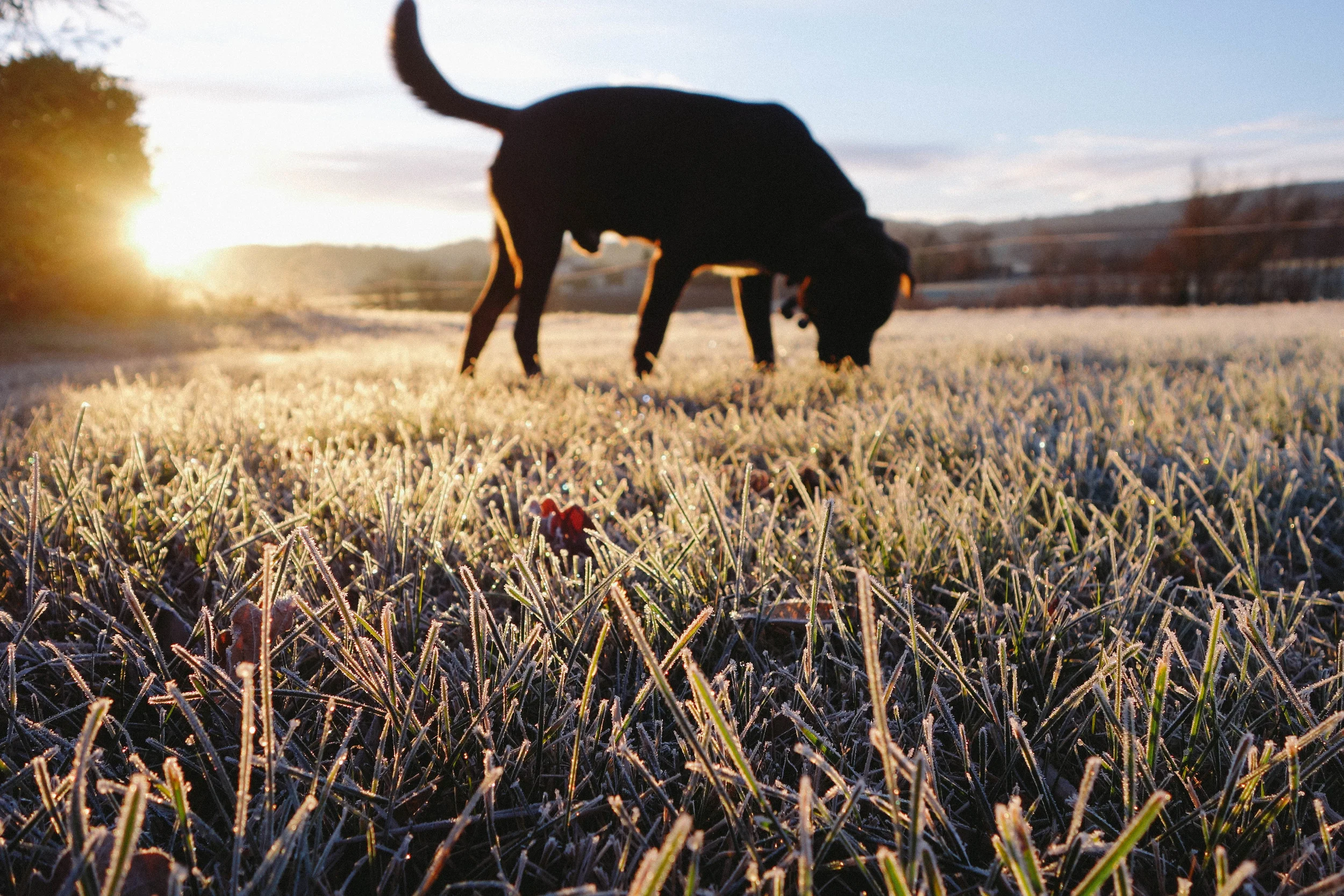 frost labrador