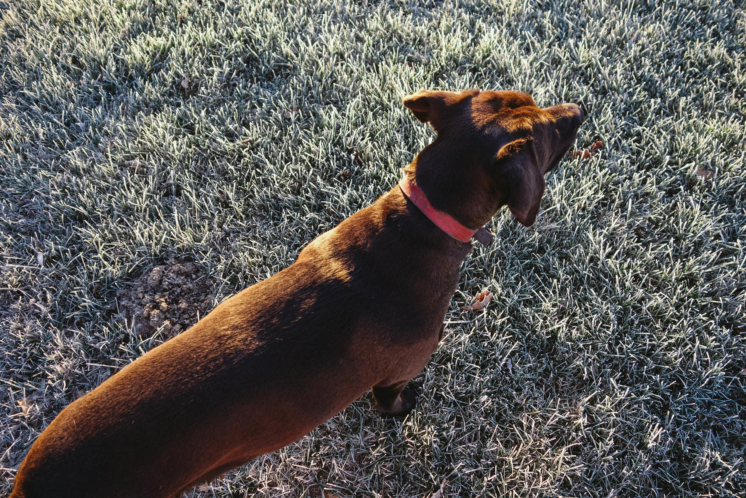 chocolate labrador