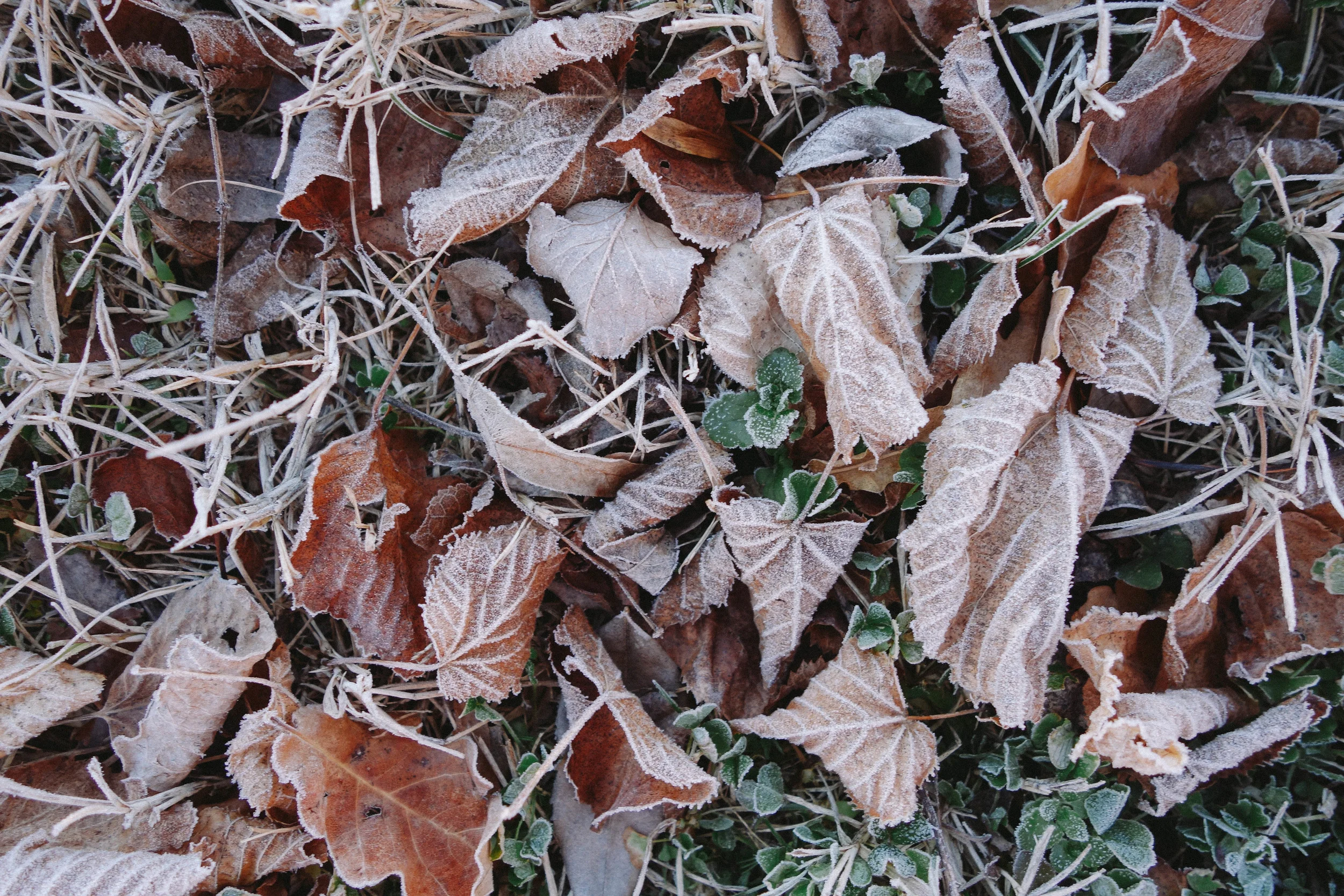 frozen leaves