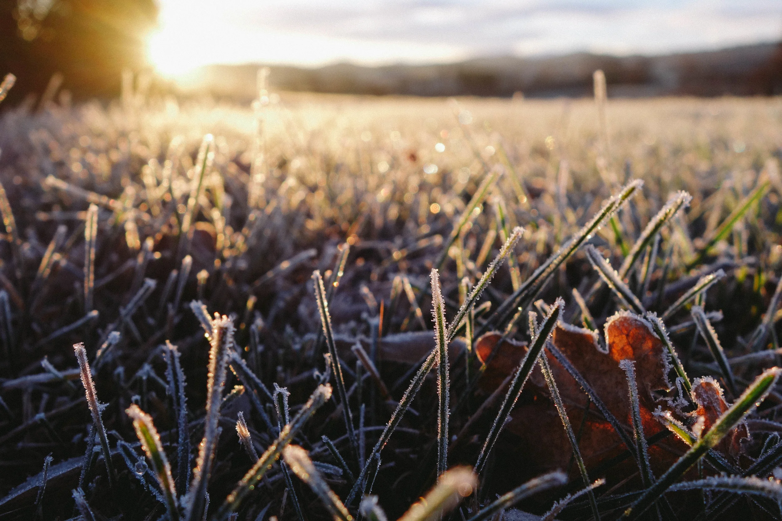 frozen grass