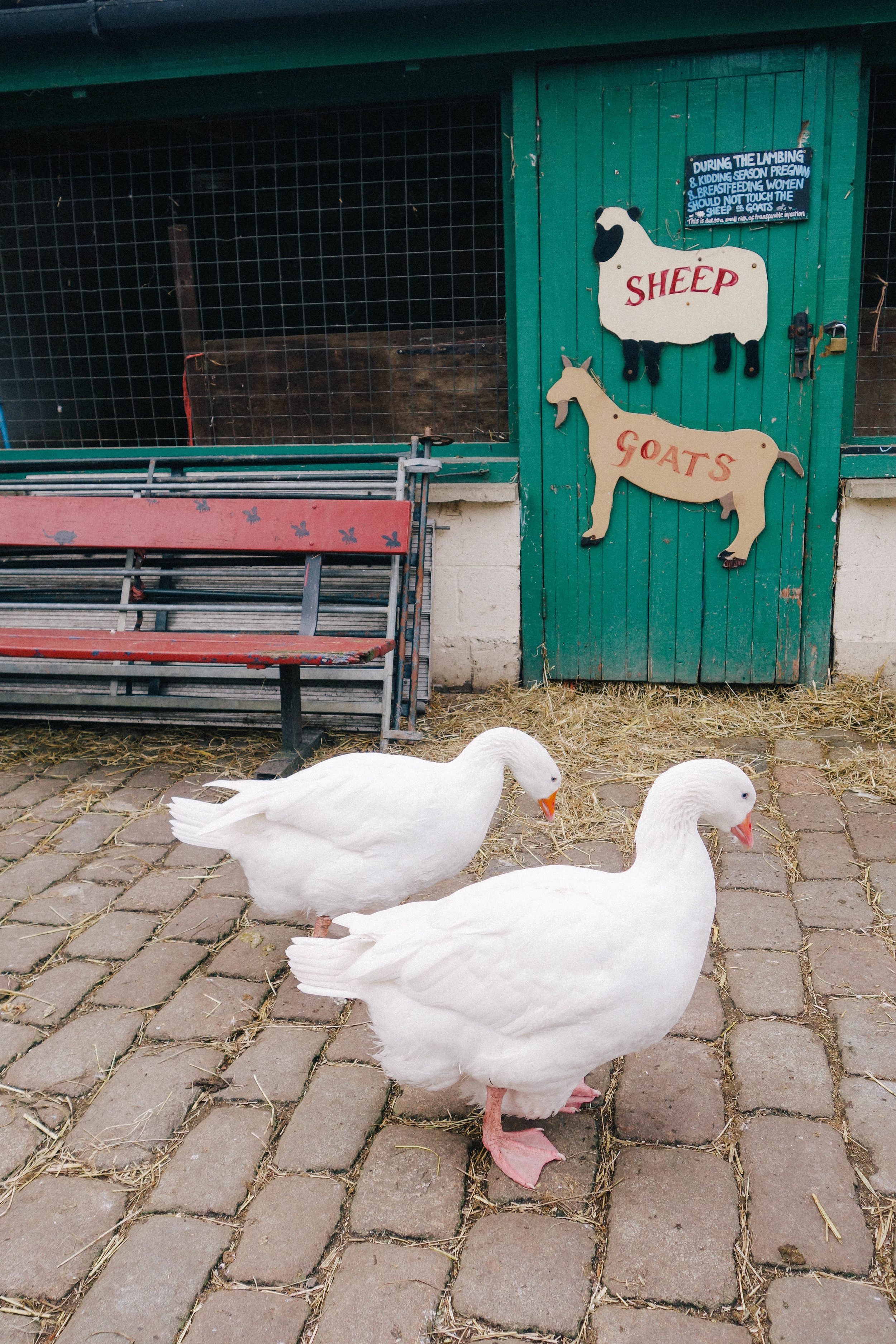Hackney City Farm