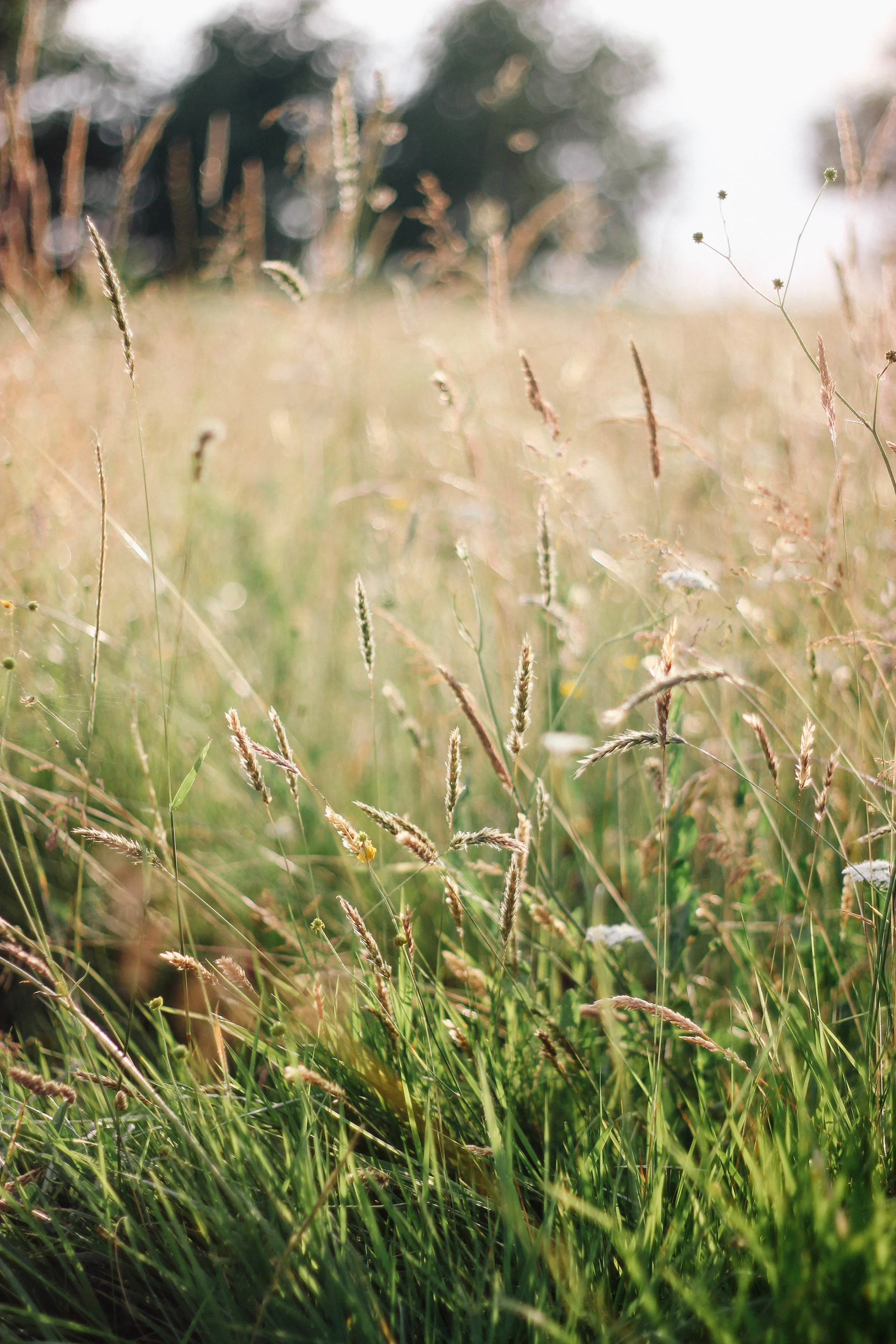 In The Fields of Gold - Joy Felicity Jane