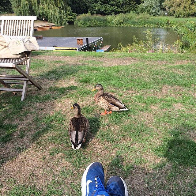 Very friendly ducks for Pirates and Pinafore on punts with @operaanywhere_