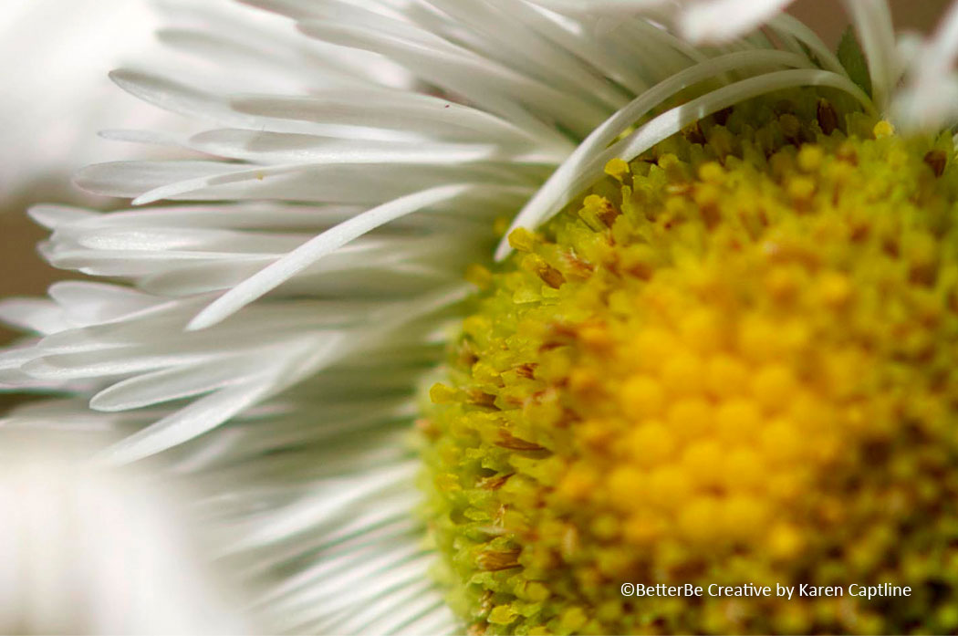 MACRO---DAISY.jpg