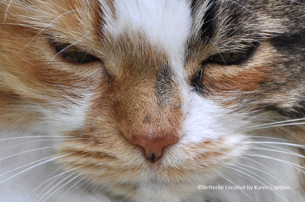 MISC-PHOTO----CATFACE.jpg
