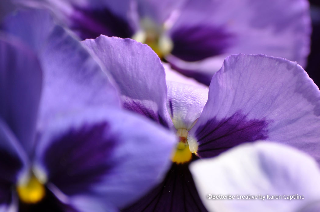 BOTANICAL---PANSIES.jpg