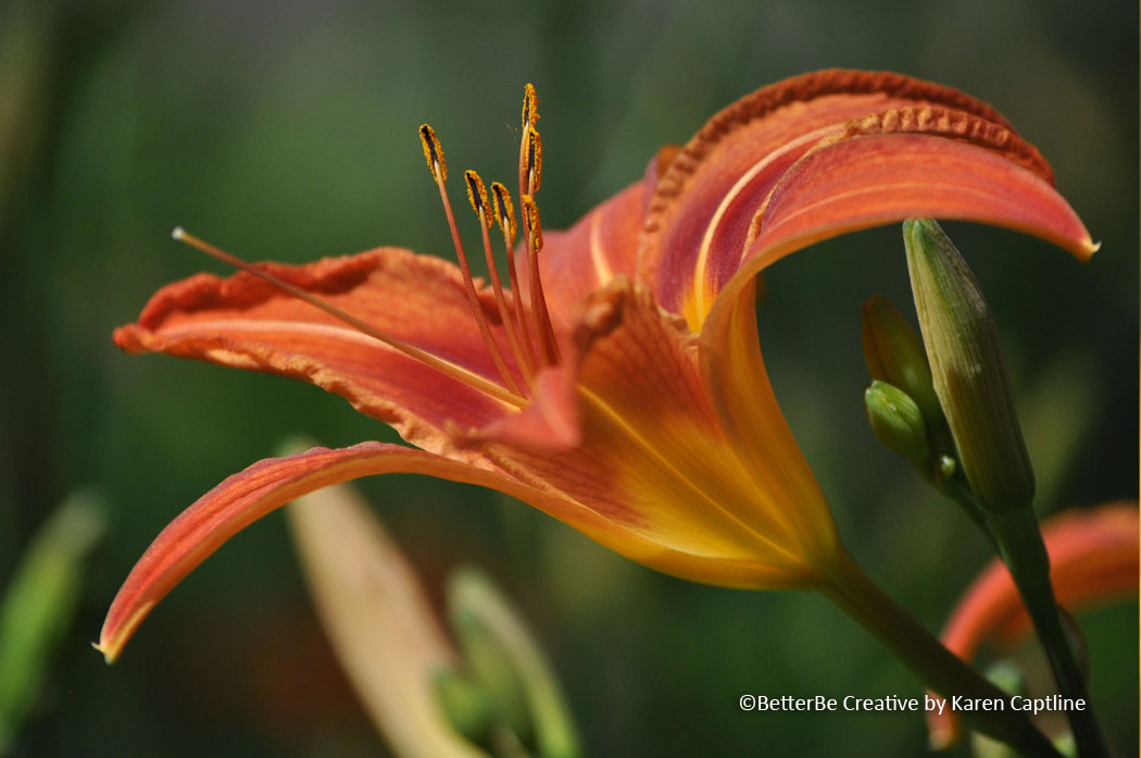 BOTANICAL---DAY.jpg