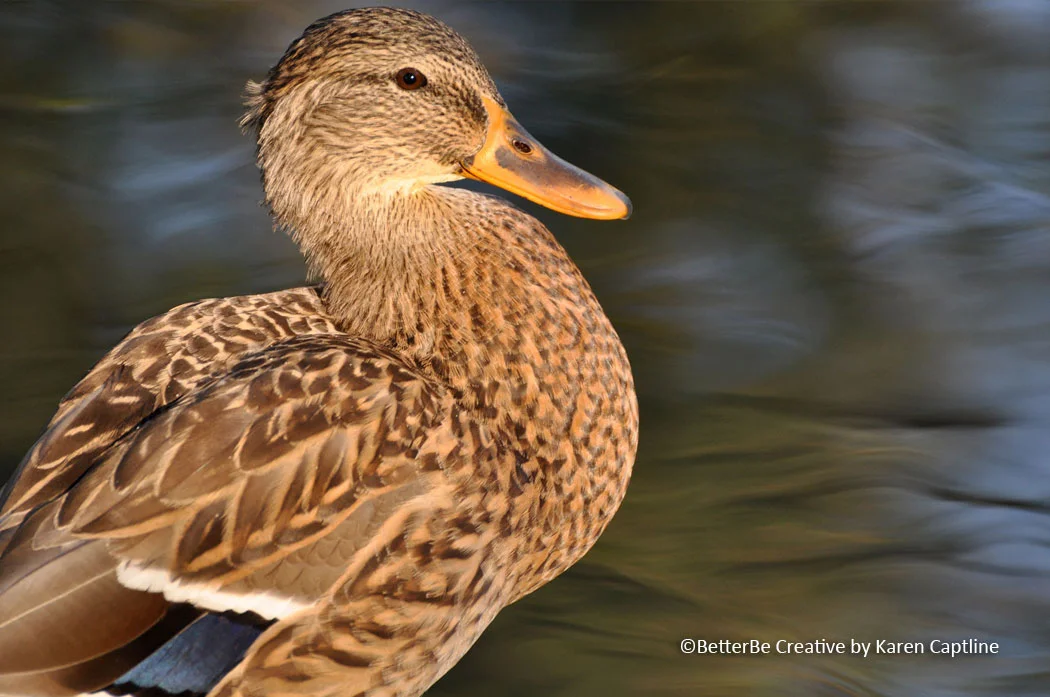 WILDLIFE -DUCK.jpg